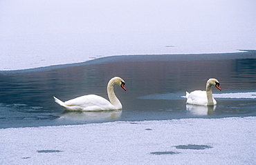 Mute swans on partially frozen over Rydal Water in winter in the Lake District, Cumbria, England, United Kingdom, Europe