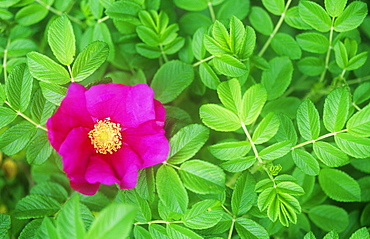 A wild rose in a hedgerow in Cumbria, England, United Kingdom