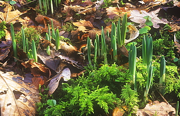 Daffodils pushing up through a woodland floor in spring, Ambleside, Cumbria, England, United Kingdom, Europe