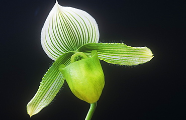 An orchid flower