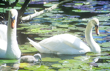 A pair of Mute Swans with a new cygnet in the Lake District Cumbria, England, United Kingdom, Europe