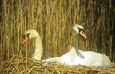 A pair of Mute Swans nesting in the Lake District, Cumbria, England, United Kingdom, Europe