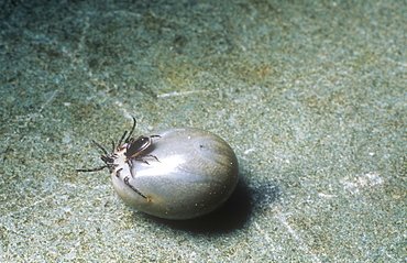 A sheep tick with another smaller tick attached to it, United Kingdom, Europe