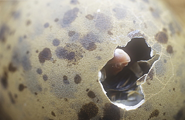 A herring gull chick pecking its way out of the egg using its egg tooth on the end of its beak