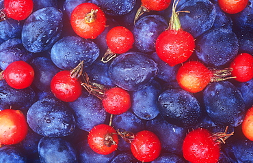 Rosehips and damsons