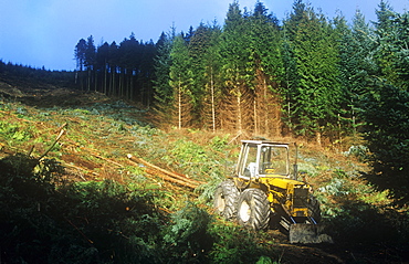 Harvesting timber above Thirlmere in the Lake District, Cumbria, England, United Kingdom, Europe