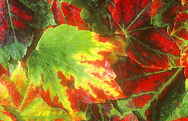 Leaves in autumn