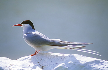 An Arctic tern on the Farne Islands, Northumberland, England, United Kingdom, Europe