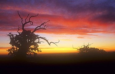 Ancient oak trees at dawn in Bradgate Park in Leicestershire, England, United Kingdom, Europe