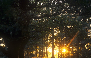 Sunset through woodland in Wasdale, Lake District, Cumbria, England, United Kingdom, Europe