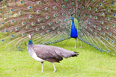 A male peacock displaying to a female, Cornwall, England, United Kingdom, Europe