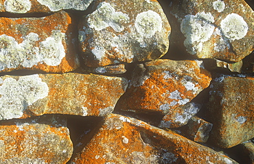 Lichen on a dry stone wall in Cumbria,England, United Kingdom, Europe