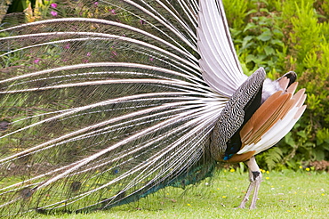 A male peacock displaying to a female, Cornwall, England, United Kingdom, Europe