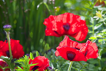 Poppies in an Ambleside garden, Cumbria, England, United Kingdom, Europe