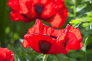 Poppies in an Ambleside garden, Cumbria, England, United Kingdom, Europe