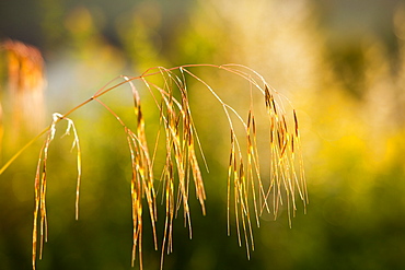 Grass seed heads in late evening light, Ambleside, Cumbria, England, United Kingdom, Europe