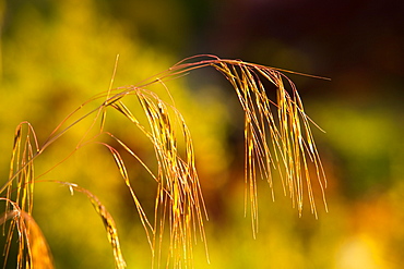 Grass seed heads in late evening light, Ambleside, Cumbria, England, United Kingdom, Europe