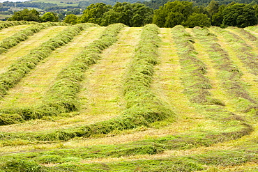 A farmers field with grass cut for hay, Kendal, Cumbria, England, United Kingdom, Europe