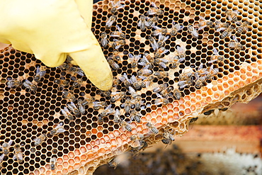 Beekeeper Bill Mackereth checks his hives for signs of Varoa mite damage, Cockermouth, Cumbria, England, United Kingdom, Europe