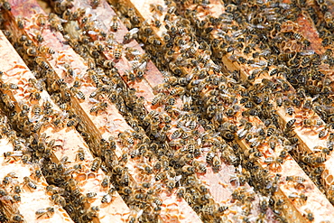 A beehive in Cockermouth, Cumbria, England, United Kingdom, Europe