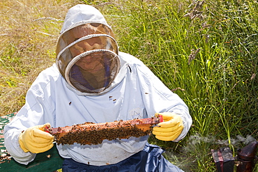 Beekeeper Bill Mackereth checks his hives for signs of Varoa mite damage, Cockermouth, Cumbria, England, United Kingdom, Europe