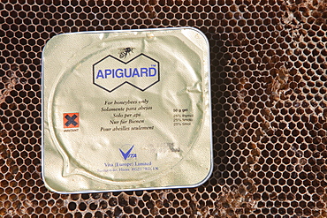 Apiguard being used to combat the Varroa mite in hives in Cockermouth Cumbria, England, United Kingdom, Europe