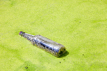 Rubbish thrown into a duckweed covered canal in Warrington, Lancashire, England, United Kingdom, Europe