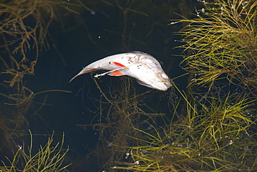 A dead fish floating in a canal near Warrington, England, United Kingdom, Europe