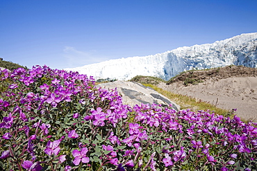 Plants flowering on the tundra in front of the Russell Glacier near Kangerlussuaq, Greenland, Polar Regions