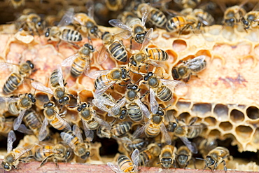 A beehive infected and damaged by the Varoa mite, Cockermouth, Cumbria, England, United Kingdom, Europe