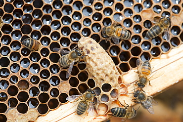 A queen cell in a beehive infected and damaged by the Varoa mite, Cockermouth, Cumbria, England, United Kingdom, Europe