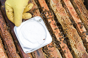 Apiguard being used to combat the Varroa mite in hives in Cockermouth Cumbria, England, United Kingdom, Europe