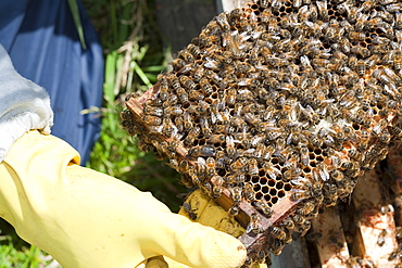 Beekeeper Bill Mackereth checks his hives for signs of Varoa mite damage, Cockermouth, Cumbria, England, United Kingdom, Europe