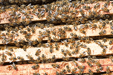 A beehive in Cockermouth, Cumbria, England, United Kingdom, Europe