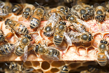 A beehive in Cockermouth, Cumbria, England, United Kingdom, Europe