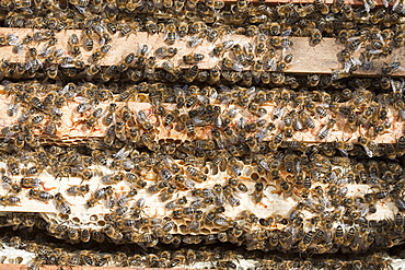 A beehive in Cockermouth, Cumbria, England, United Kingdom, Europe