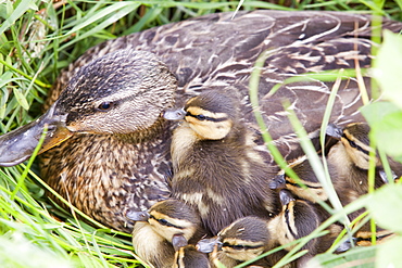 A female Mallard with her newly hatched chicks on Walney Island, Cumbria, England, United Kingdom, Europe