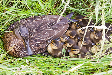 A female Mallard with her newly hatched chicks on Walney Island, Cumbria, England, United Kingdom, Europe