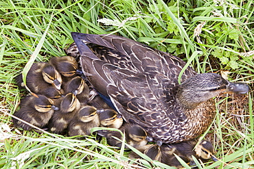 A female Mallard with her newly hatched chicks on Walney Island, Cumbria, England, United Kingdom, Europe