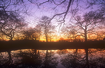 Trees at sunset around a pond near Lancaster, Lancashire, England, United Kingdom, Europe