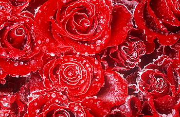 Frozen rain drops on red roses