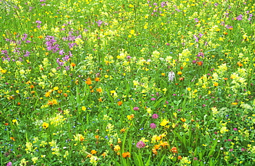 A wild flower meadow in Austria, Europe