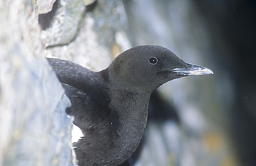 Black guillemot on the west coast at Oban, Scotland, United Kingdom, Europe