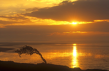 Hawthorn tree bent over by prevailing winds on Humphrey Head Point overlooking Morecambe Bay, Cumbria, England, United Kingdom, Europe