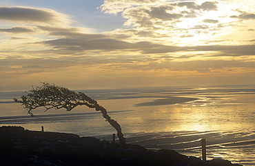 Hawthorn tree bent over by prevailing winds on Humphrey Head Point overlooking Morecambe Bay, Cumbria, England, United Kingdom, Europe