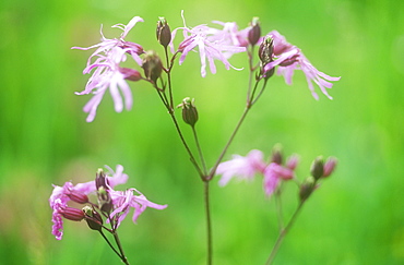 Ragged Robin flowers, United Kingdom, Europe