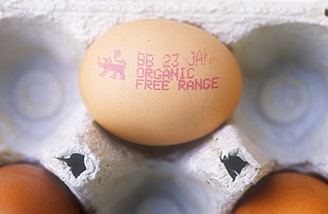 An organic free range egg, England, United Kingdom, Europe