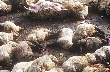 Dead sheep culled because they were contaminated with foot and mouth disease in north Cumbria, England, United Kingdom, Europe