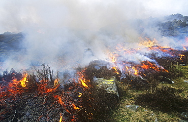 Cattle infected with foot and mouth disease culled and burning on a funeral pyre in North Cumbria, England, United Kingdom, Europe