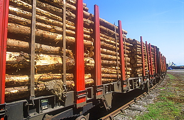 Timber on a train going to a pulp mill, United Kingdom, Europe